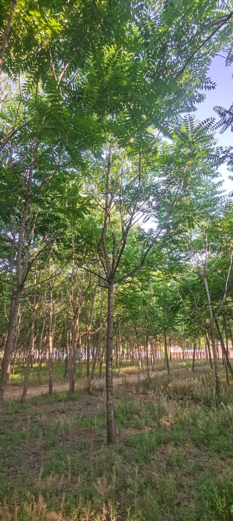 千头椿，椿树6公分-8公分-12公分的椿树大量有货