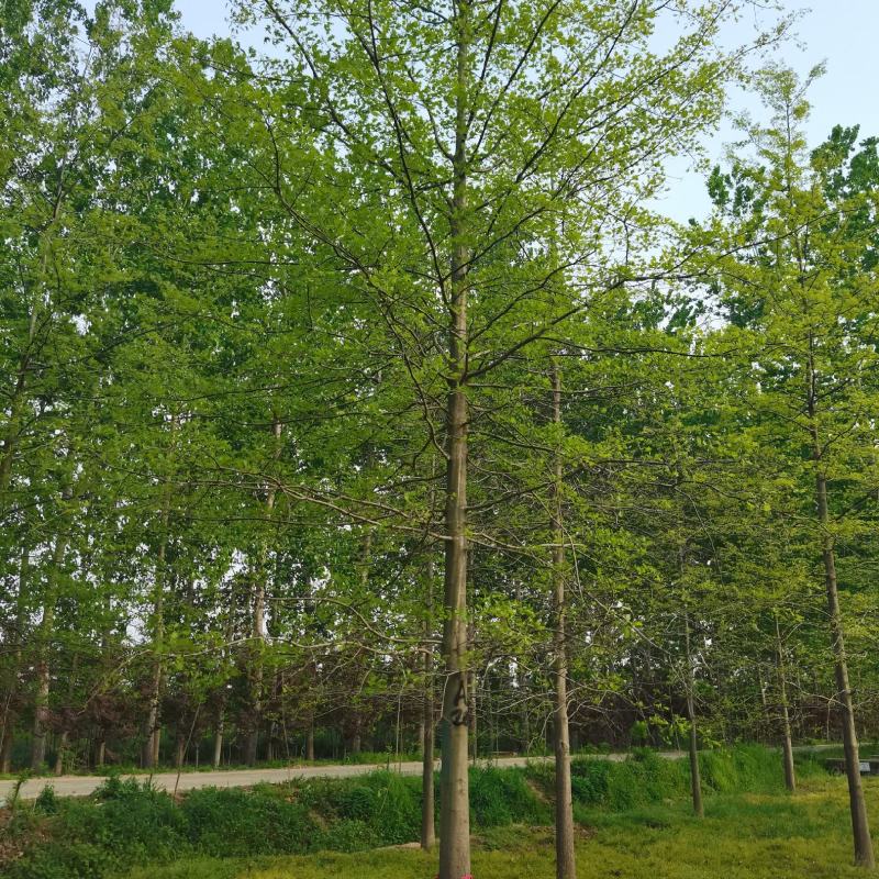 娜塔莉，娜塔莉小苗，1-15公分娜塔莉，产地供应，规格齐