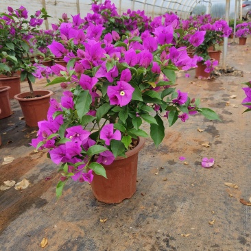 三角梅云南紫花三角梅叶子花20/18小红盆三角梅