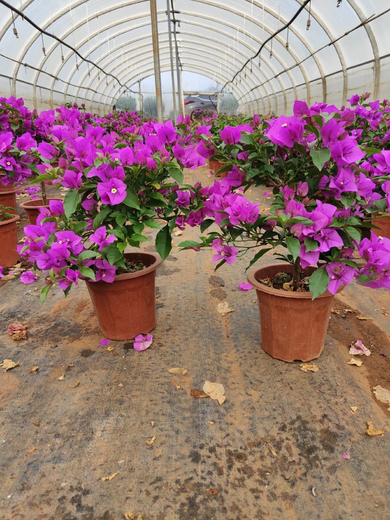 三角梅云南紫花三角梅叶子花20/18小红盆三角梅