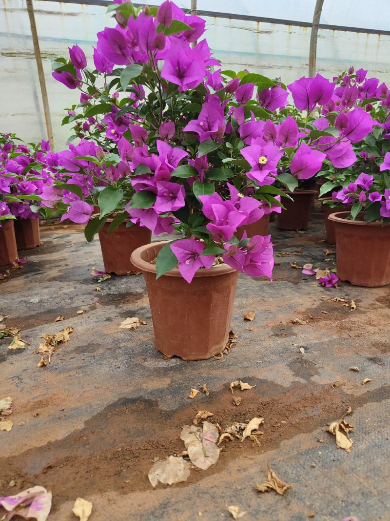 三角梅云南紫花三角梅叶子花20/18小红盆三角梅