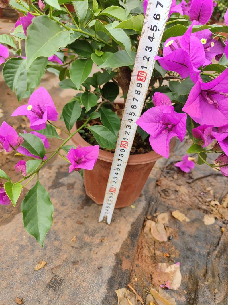 三角梅云南紫花三角梅叶子花20/18小红盆三角梅
