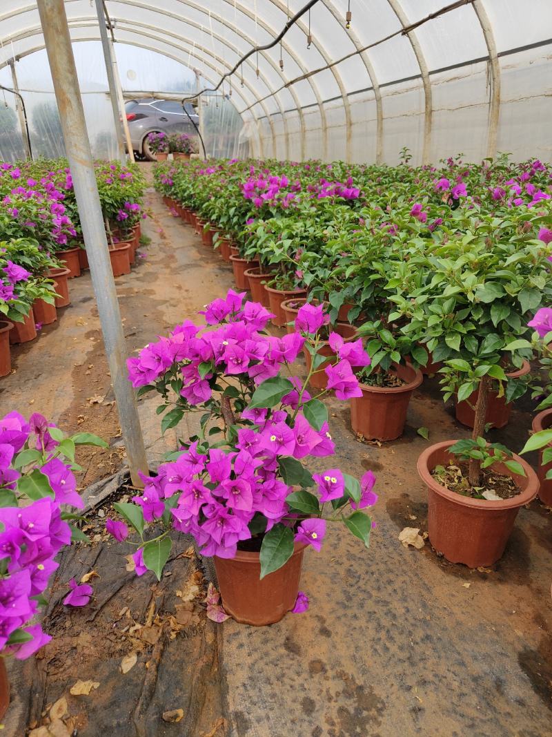 三角梅云南紫花三角梅叶子花20/18小红盆三角梅