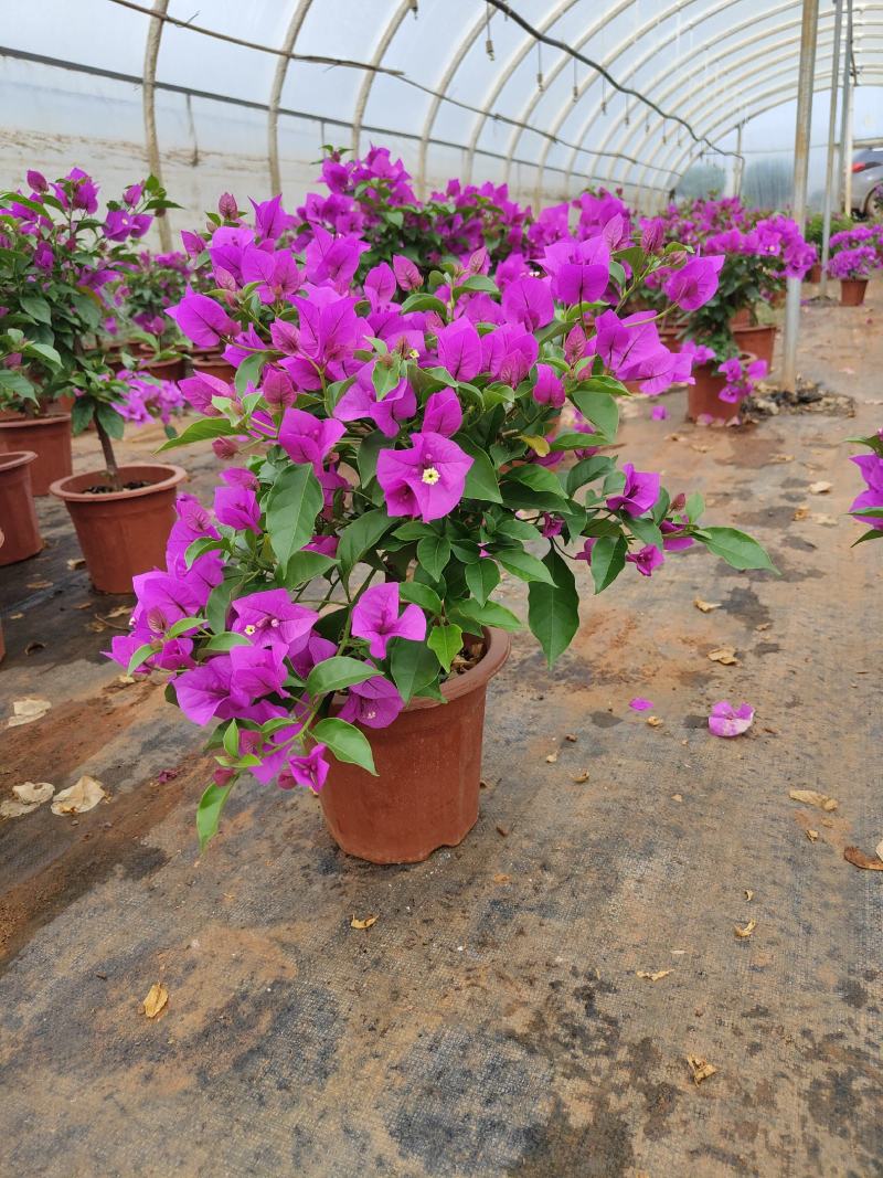 三角梅云南紫花三角梅叶子花20/18小红盆三角梅