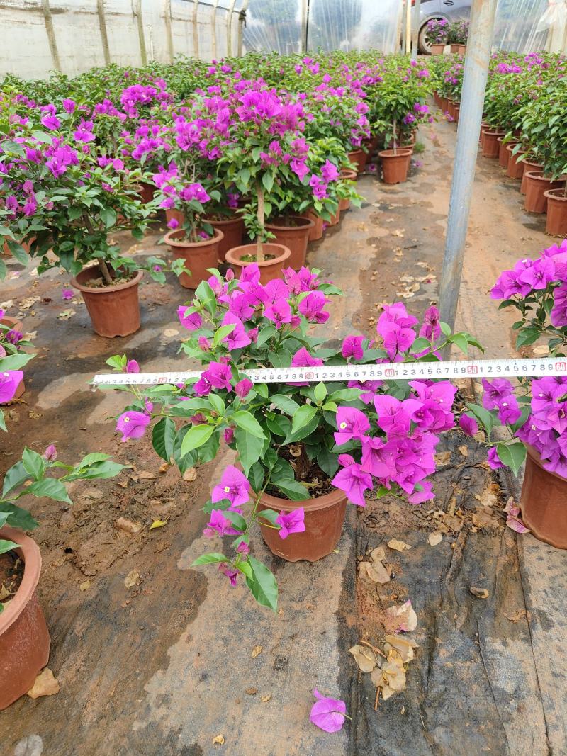 三角梅云南紫花三角梅叶子花20/18小红盆三角梅