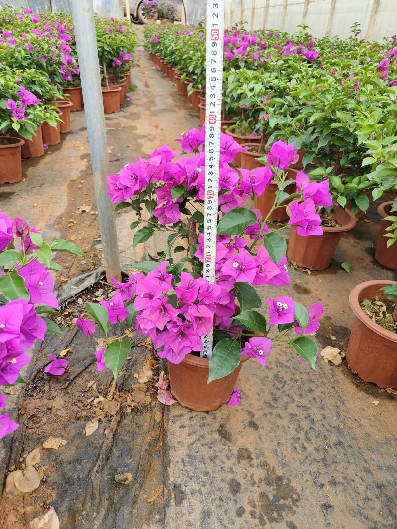 三角梅云南紫花三角梅叶子花20/18小红盆三角梅