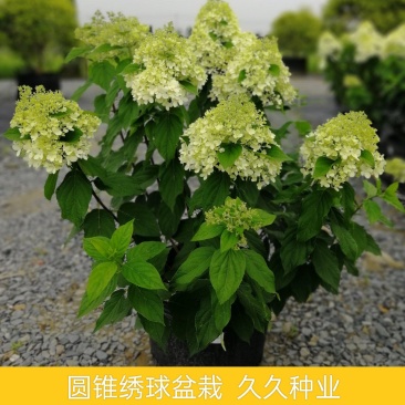 圆锥绣球香草草莓花苗盆栽阳台庭院花园四季开花无尽夏绣球