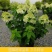 圆锥绣球香草草莓花苗盆栽阳台庭院花园四季开花无尽夏绣球