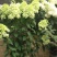 圆锥绣球香草草莓花苗盆栽阳台庭院花园四季开花无尽夏绣球