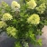 圆锥绣球香草草莓花苗盆栽阳台庭院花园四季开花无尽夏绣球