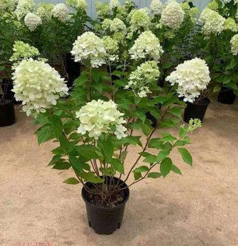 圆锥绣球香草草莓花苗盆栽阳台庭院花园四季开花无尽夏绣球
