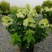 圆锥绣球香草草莓花苗盆栽阳台庭院花园四季开花无尽夏绣球