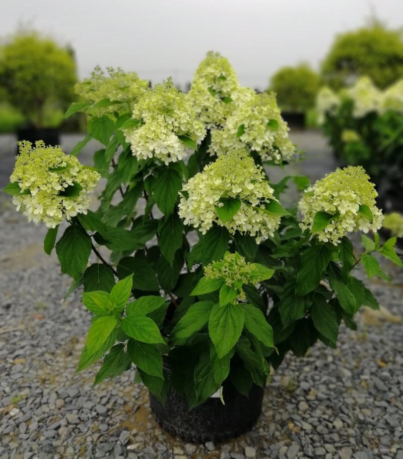 圆锥绣球香草草莓花苗盆栽阳台庭院花园四季开花无尽夏绣球