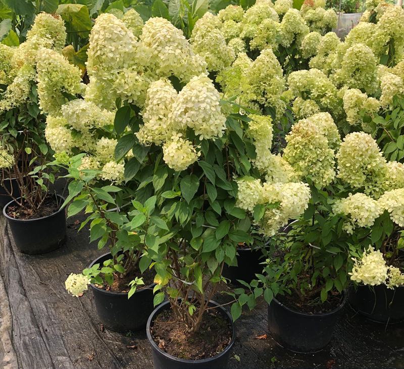 圆锥绣球香草草莓花苗盆栽阳台庭院花园四季开花无尽夏绣球