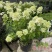 圆锥绣球香草草莓花苗盆栽阳台庭院花园四季开花无尽夏绣球