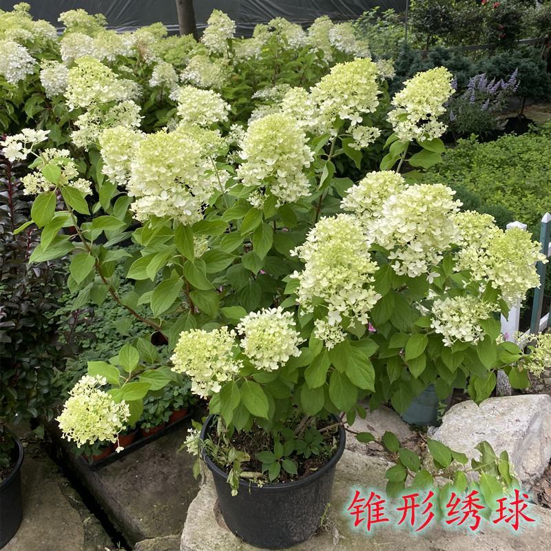 圆锥绣球香草草莓花苗盆栽阳台庭院花园四季开花无尽夏绣球