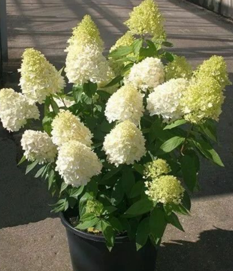 圆锥绣球香草草莓花苗盆栽阳台庭院花园四季开花无尽夏绣球