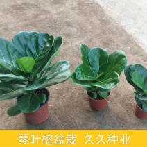 琴叶榕盆栽大小叶观叶绿植室内客厅办公绿色桌面植物耐阴植物