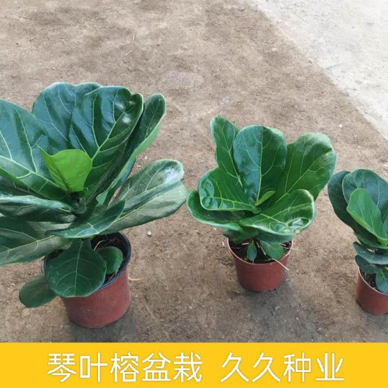琴叶榕盆栽大小叶观叶绿植室内客厅办公绿色桌面植物耐阴植物