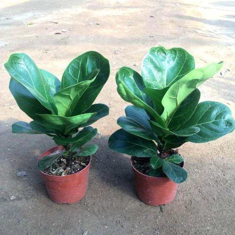 琴叶榕盆栽大小叶观叶绿植室内客厅办公绿色桌面植物耐阴植物