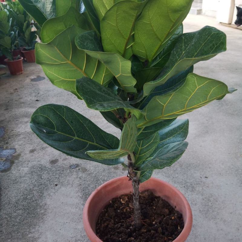 琴叶榕盆栽大小叶观叶绿植室内客厅办公绿色桌面植物耐阴植物