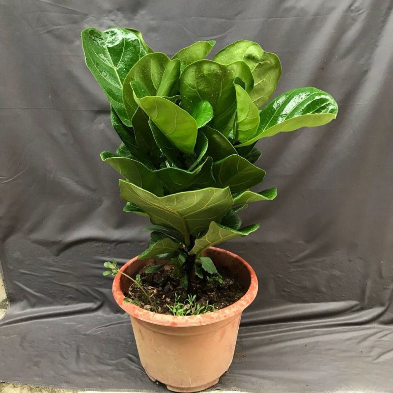 琴叶榕盆栽大小叶观叶绿植室内客厅办公绿色桌面植物耐阴植物