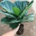 琴叶榕盆栽大小叶观叶绿植室内客厅办公绿色桌面植物耐阴植物