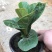 琴叶榕盆栽大小叶观叶绿植室内客厅办公绿色桌面植物耐阴植物
