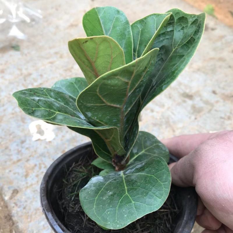 琴叶榕盆栽大小叶观叶绿植室内客厅办公绿色桌面植物耐阴植物