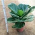 琴叶榕盆栽大小叶观叶绿植室内客厅办公绿色桌面植物耐阴植物