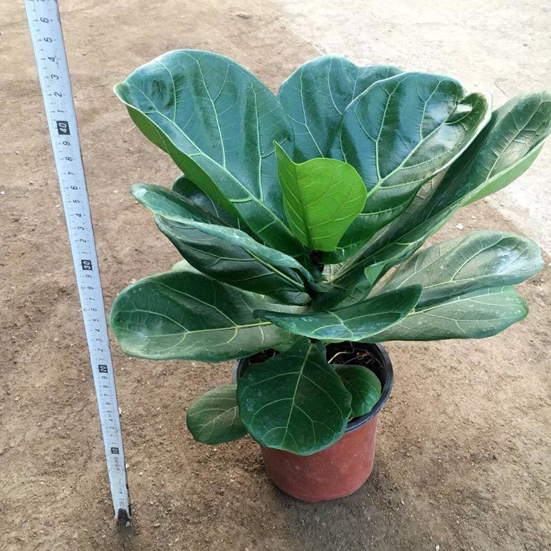 琴叶榕盆栽大小叶观叶绿植室内客厅办公绿色桌面植物耐阴植物