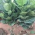 琴叶榕盆栽大小叶观叶绿植室内客厅办公绿色桌面植物耐阴植物