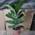 琴叶榕盆栽大小叶观叶绿植室内客厅办公绿色桌面植物耐阴植物