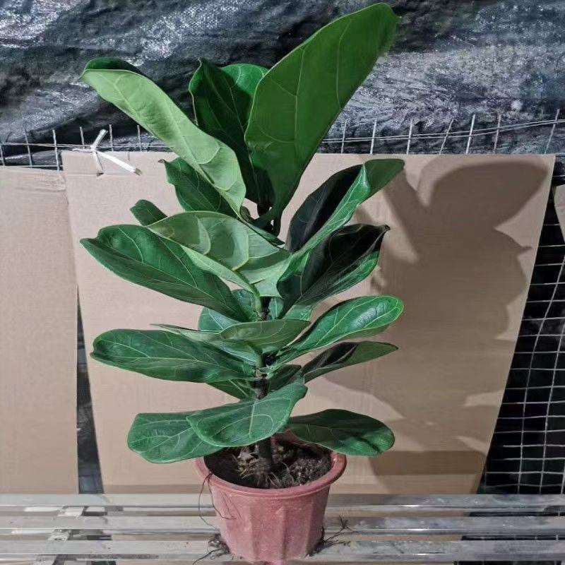 琴叶榕盆栽大小叶观叶绿植室内客厅办公绿色桌面植物耐阴植物
