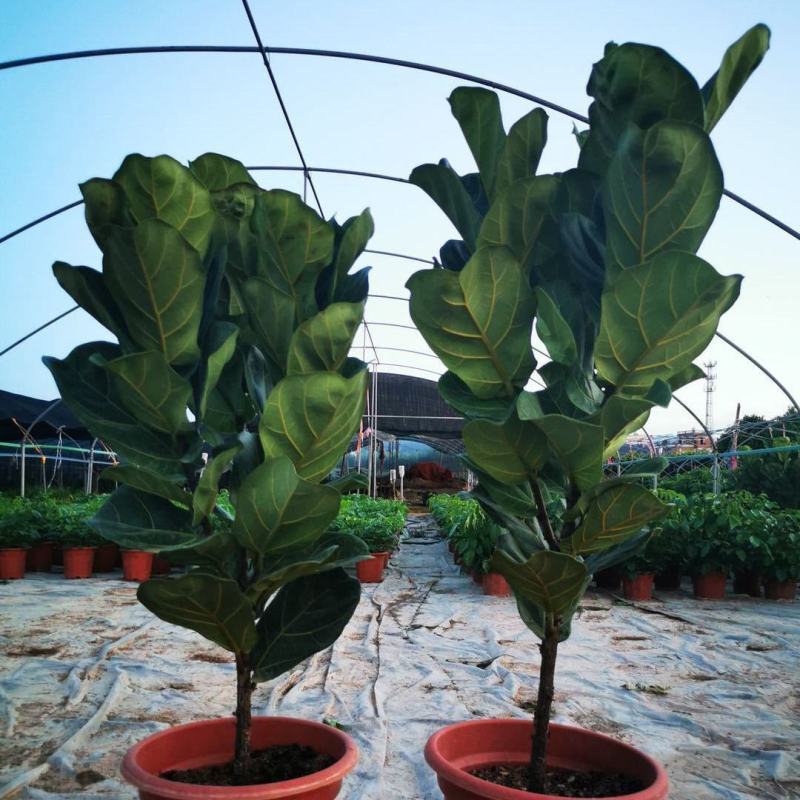 琴叶榕盆栽大小叶观叶绿植室内客厅办公绿色桌面植物耐阴植物