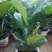 琴叶榕盆栽大小叶观叶绿植室内客厅办公绿色桌面植物耐阴植物