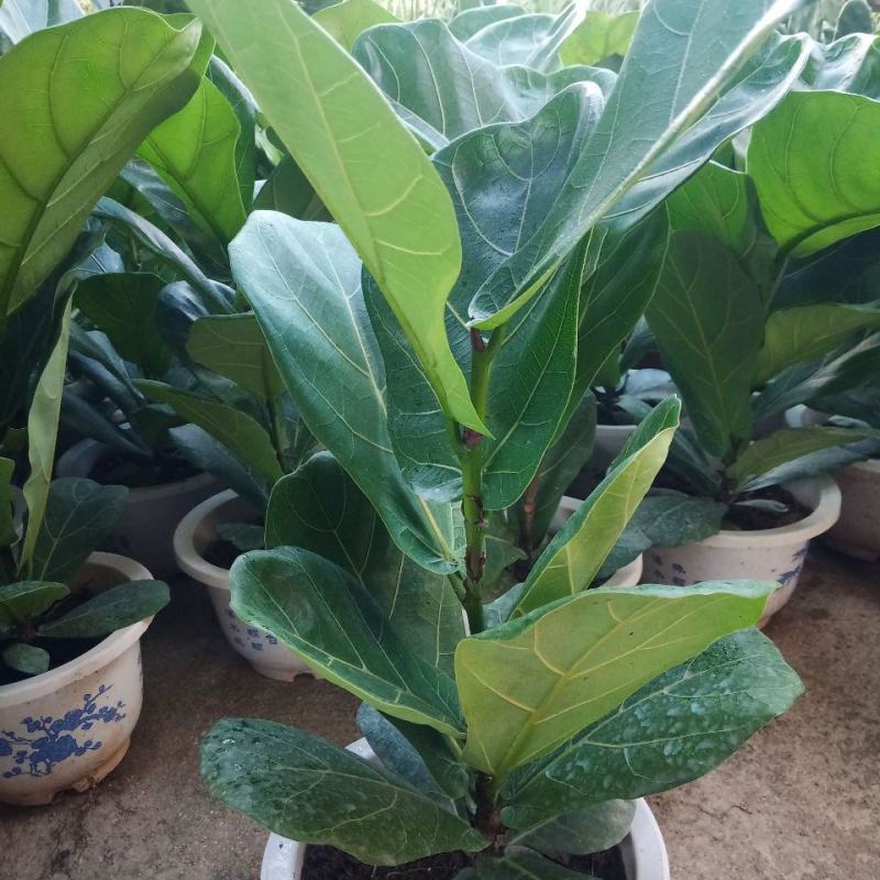 琴叶榕盆栽大小叶观叶绿植室内客厅办公绿色桌面植物耐阴植物