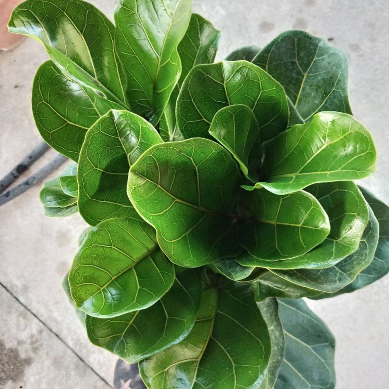 琴叶榕盆栽大小叶观叶绿植室内客厅办公绿色桌面植物耐阴植物