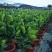 琴叶榕盆栽大小叶观叶绿植室内客厅办公绿色桌面植物耐阴植物