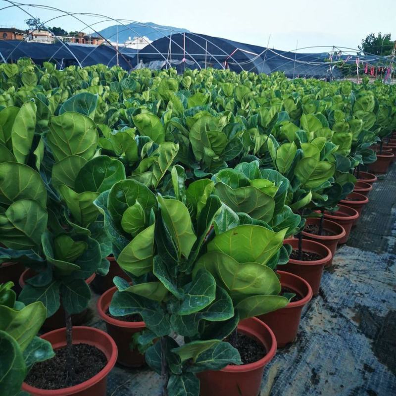 琴叶榕盆栽大小叶观叶绿植室内客厅办公绿色桌面植物耐阴植物