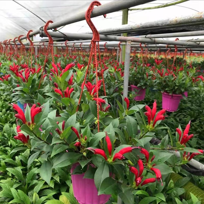 凤凰还巢红鲸鱼金鱼花盆栽花苗四季长绿庭院阳台植物带花苞