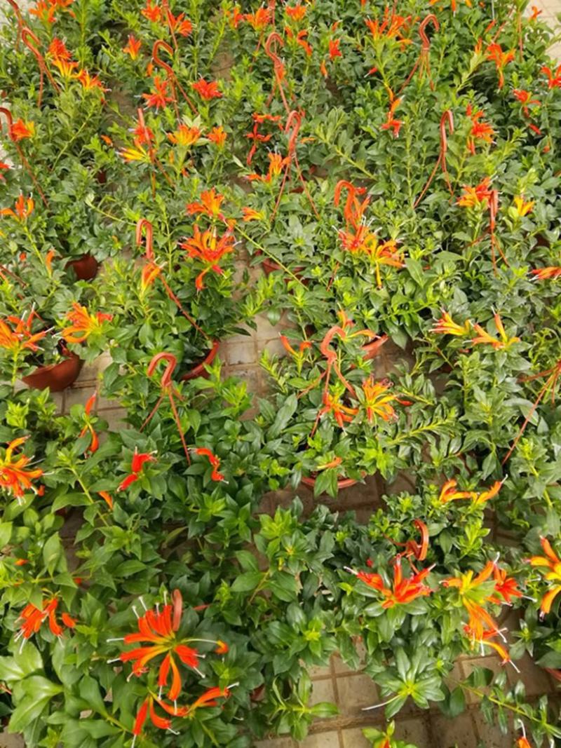 凤凰还巢红鲸鱼金鱼花盆栽花苗四季长绿庭院阳台植物带花苞