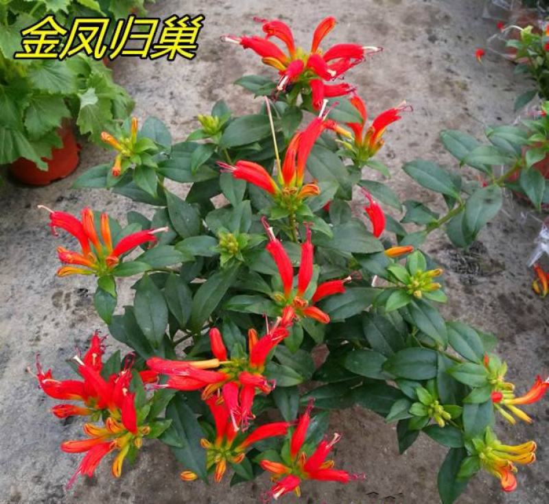 凤凰还巢红鲸鱼金鱼花盆栽花苗四季长绿庭院阳台植物带花苞
