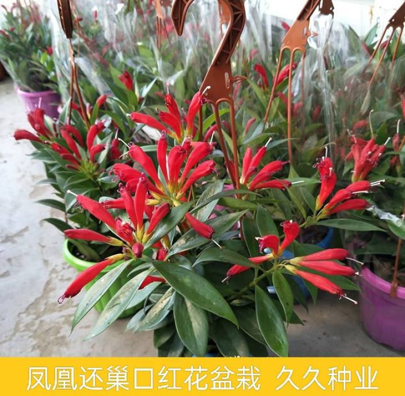 凤凰还巢红鲸鱼金鱼花盆栽花苗四季长绿庭院阳台植物带花苞
