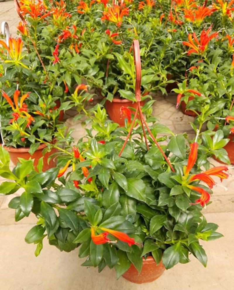 凤凰还巢红鲸鱼金鱼花盆栽花苗四季长绿庭院阳台植物带花苞
