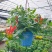凤凰还巢红鲸鱼金鱼花盆栽花苗四季长绿庭院阳台植物带花苞