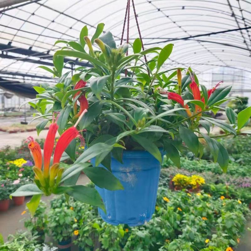 凤凰还巢红鲸鱼金鱼花盆栽花苗四季长绿庭院阳台植物带花苞