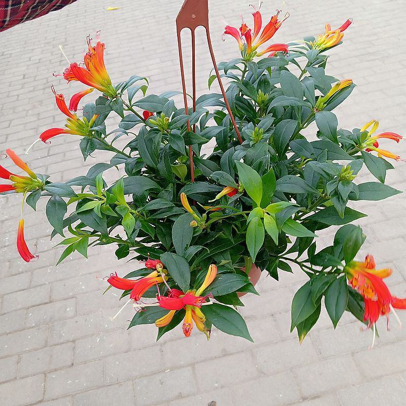 凤凰还巢红鲸鱼金鱼花盆栽花苗四季长绿庭院阳台植物带花苞