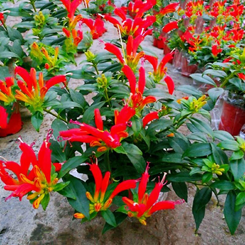 凤凰还巢红鲸鱼金鱼花盆栽花苗四季长绿庭院阳台植物带花苞
