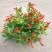 凤凰还巢红鲸鱼金鱼花盆栽花苗四季长绿庭院阳台植物带花苞